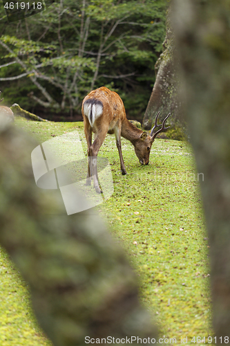 Image of Wild deer walking around in Omoto Park, Japan