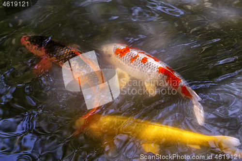 Image of Many multicolored Koi fish swimming in pond