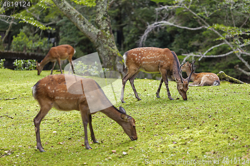 Image of Wild deers walking around in Omoto Park, Japan