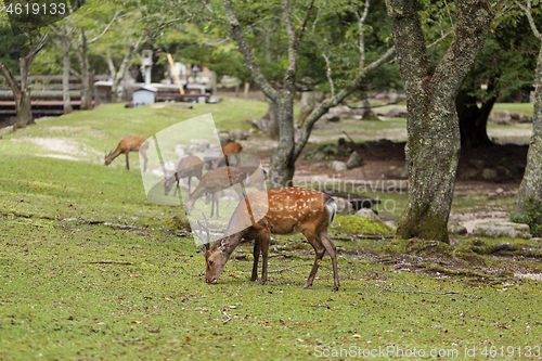 Image of Wild deers walking around in Omoto Park, Japan