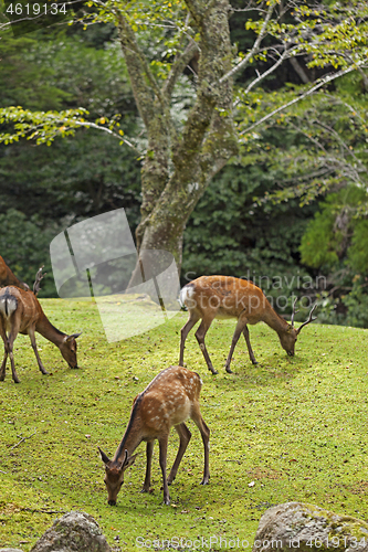 Image of Wild deers walking around in Omoto Park, Japan