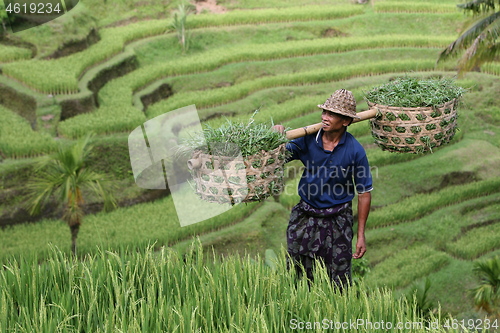 Image of ASIA INDONESIA BALI RICE TERRACE UBUD TEGALLALANG