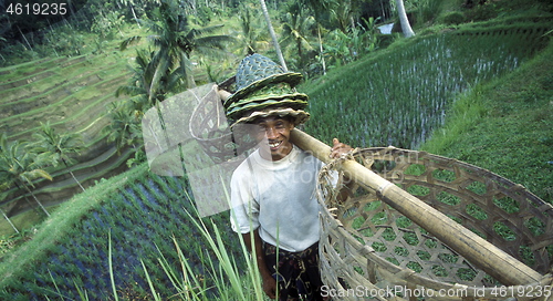 Image of ASIA INDONESIA BALI RICE TERRACE UBUD TEGALLALANG