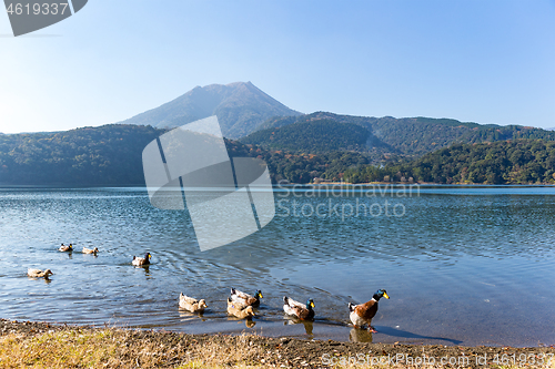 Image of Mount Kirishima and duck