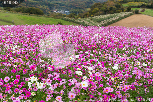 Image of Cosmos flower farm garden