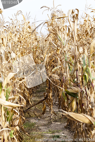 Image of Dry yellow corn