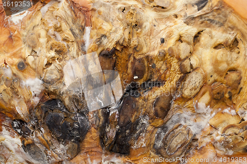 Image of Pumpkin covered with mold