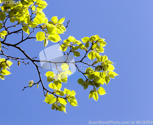 Image of leaves of linden