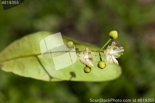 Image of inflorescence linden closeup