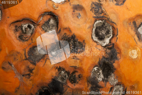 Image of rotting pumpkin close-up