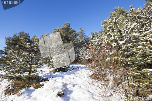 Image of small pine tree in the forest in winter