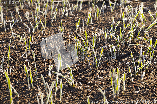 Image of covered with frost young sprouts close-up of wheat