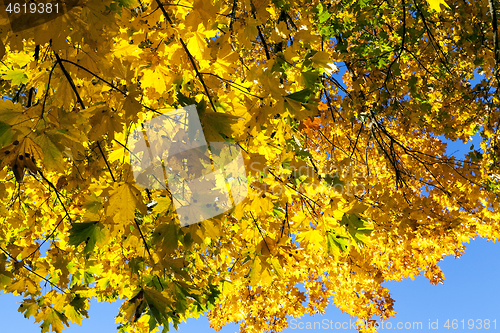 Image of yellowed maple trees in autumn