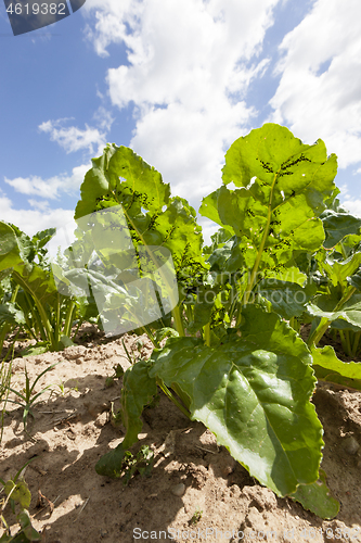 Image of Colony of small black aphids