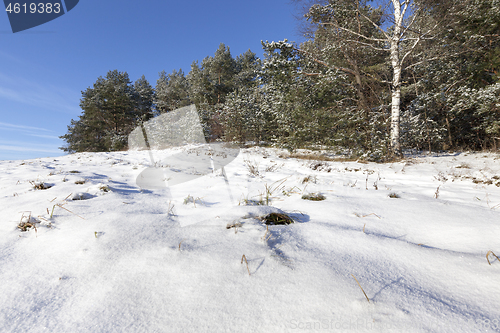 Image of Winter forest, close-up