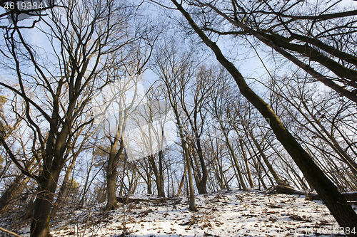 Image of bare deciduous trees in winter forest