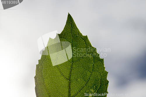 Image of Single green leaves