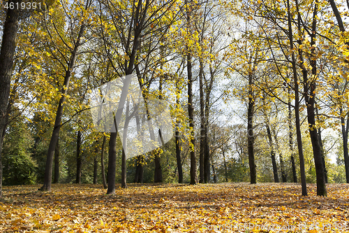 Image of yellowed maple trees in autumn