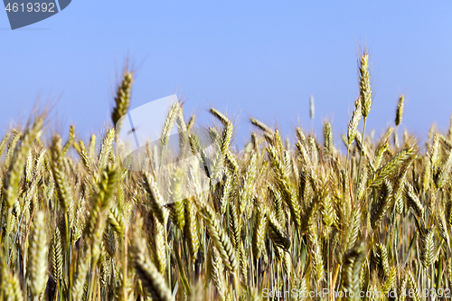 Image of ears of rye in the Agricultural field