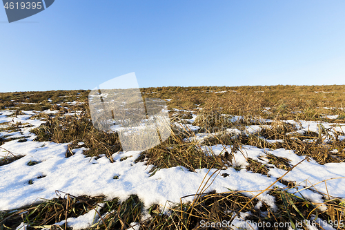 Image of Dry grass under the snow close-up