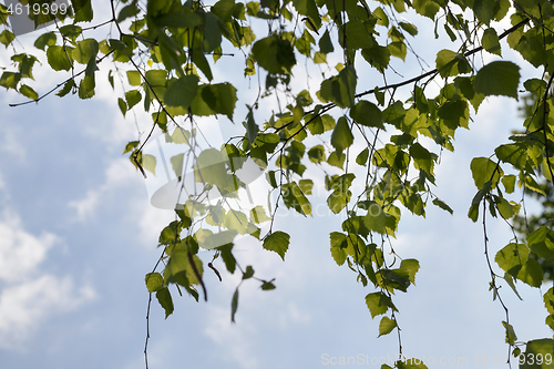 Image of Spring young birch foliage