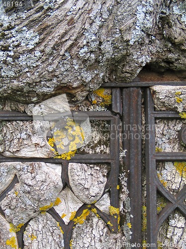 Image of Tree and iron fence