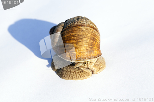 Image of snail on white paper