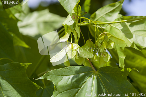 Image of maple seed