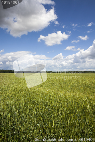 Image of Field of wheat