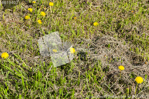 Image of mows grass and dandelions