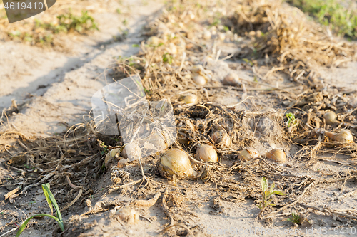 Image of Harvest of onions