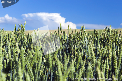 Image of Field with cereal