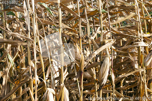 Image of yellowed ripe corn