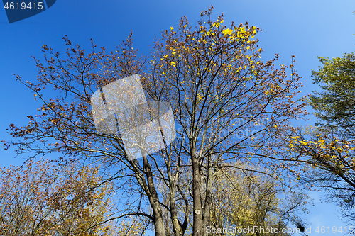 Image of the top of a maple tree on blue sky background