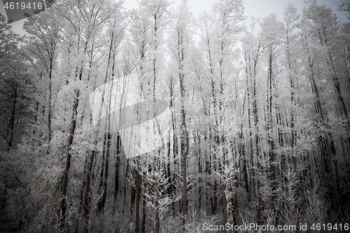 Image of Snow drifts in winter