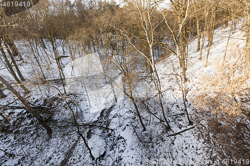 Image of bare trees growing in a ravine in the winter forest