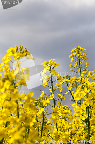 Image of Yellow rapeseed