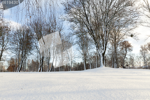 Image of trees in winter forest