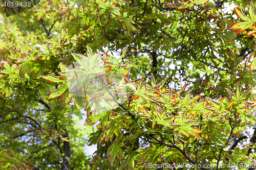 Image of Chestnut leaves, close-up