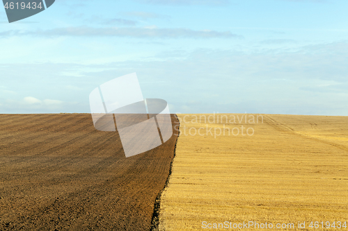 Image of wheat farming field