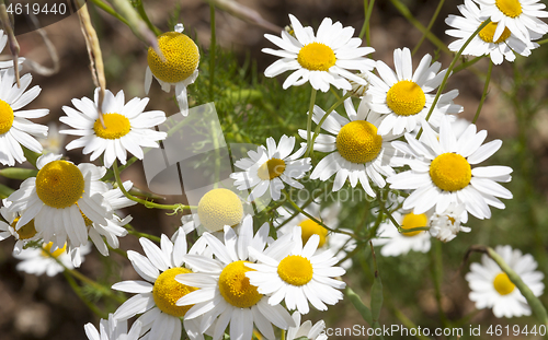 Image of Wild chamomile flowers