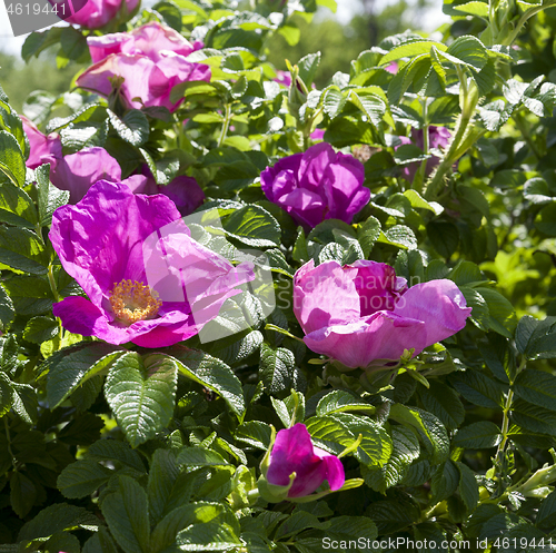 Image of Red flowers rosehip