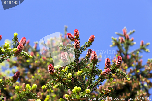 Image of Spruce in the spring