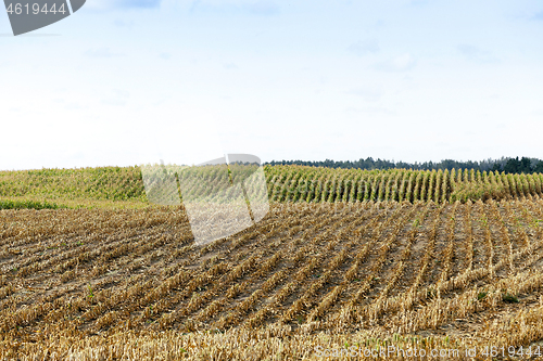 Image of harvested mature corn