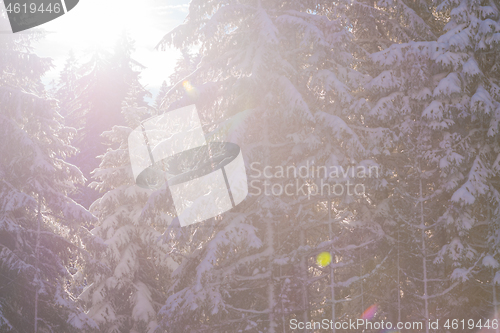 Image of winter landscape in forest at sunset