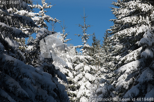 Image of winter landscape in forest at sunset