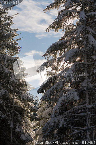 Image of winter landscape in forest at sunset