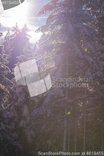 Image of winter landscape in forest at sunset