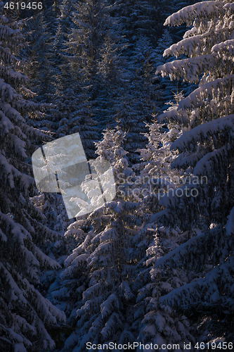 Image of winter landscape in forest at sunset