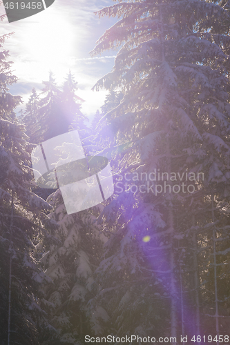 Image of winter landscape in forest at sunset